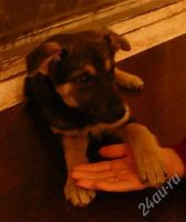 Лот: 617636. Фото: 2. нужен человек, который будет любить. Животные и уход