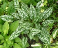 Лот: 1072918. Фото: 2. Медуница сахарная, тенелюбивый... Семена, рассада, садовые растения