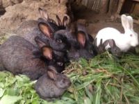 Лот: 8389036. Фото: 5. Кролики,крольчата!!!