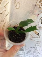 Лот: 10342092. Фото: 5. Декабрист малиновый с белой серединкой