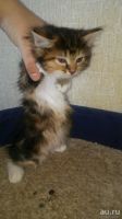 Лот: 10375059. Фото: 6. Котята курильского бобтейла