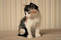 Лот: 8574397. Фото: 4. Котята. Красноярск