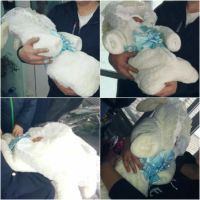 Лот: 11217291. Фото: 2. Комбинезон- конверт для малыша. Одежда и аксессуары