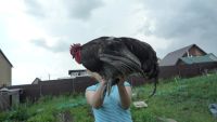 Лот: 7752550. Фото: 3. Отличный петушок (Джерсийский... Растения и животные