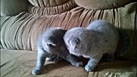 Лот: 5280079. Фото: 5. Британский котенок