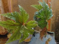 Лот: 5674119. Фото: 4. Бегония взрослая Клеопатра, Лапа... Красноярск