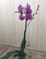 Лот: 14028195. Фото: 3. Орхидея 4. Растения и животные