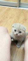 Лот: 20338584. Фото: 5. Британские котята