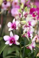 Лот: 1368178. Фото: 2. Орхидея дендробиум детка маленькая... Комнатные растения и уход