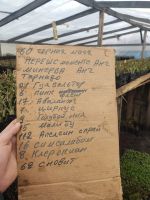 Лот: 22170468. Фото: 5. Саженцы роз