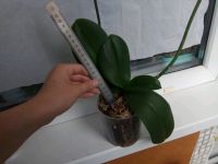 Лот: 11728935. Фото: 3. Орхидея фаленопсис. Растения и животные