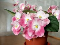 Лот: 9616946. Фото: 2. Фиалка розово-белая. Комнатные растения и уход