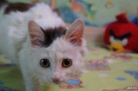 Лот: 8386178. Фото: 4. Пушистый милый котенок. Красноярск