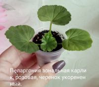 Лот: 6250939. Фото: 3. Пеларгония зональная карлик -... Растения и животные