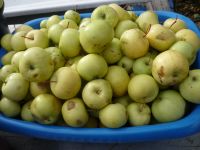 Лот: 24256608. Фото: 2. Два ведра яблок одним лотом, цена... Продукты
