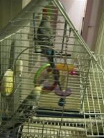 Лот: 2418463. Фото: 2. Продам двух задиристых попугаев... Животные и уход