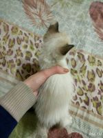 Лот: 10775182. Фото: 6. Котята