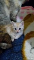Лот: 10766752. Фото: 4. Отдам котят родились 18.11.17. Красноярск