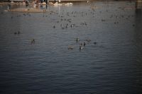 Лот: 5347126. Фото: 4. Canon EF 90-300mm f/4.5-5.6 USM