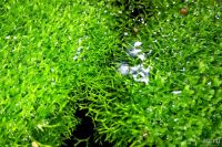 Лот: 13151679. Фото: 4. Риччия плавающая (Ricca fluitans... Красноярск