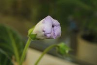 Лот: 4433084. Фото: 4. Глоксиния фиолетовая простая 5... Красноярск