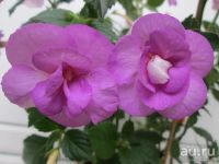 Лот: 13301898. Фото: 3. Ахименес Lavander Fizz. Растения и животные
