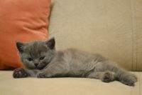 Лот: 8754051. Фото: 4. Британский котенок. Красноярск