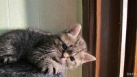 Лот: 8716069. Фото: 3. красивый котенок от экзотического-перса. Растения и животные