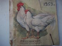 Лот: 4757255. Фото: 6. Цыплята породы Русской Белой курицы