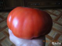 Лот: 13542817. Фото: 3. Рассада томатов. Для дачи, дома, огорода, бани, парка