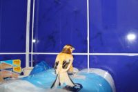 Лот: 6707953. Фото: 5. канарейка кенар