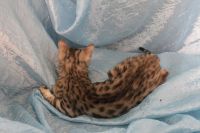 Лот: 4324922. Фото: 4. Отдам бенгальского кота на условиях. Красноярск