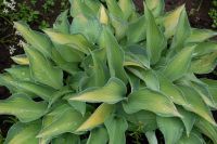 Лот: 9494666. Фото: 3. Хоста Джун (Hosta June). Для дачи, дома, огорода, бани, парка