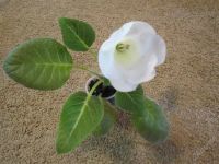 Лот: 1901390. Фото: 2. Молоденькая глоксиния Молочная... Комнатные растения и уход