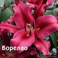 Лот: 11058000. Фото: 4. Лилия Роберт Свенсон. Красноярск