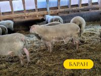 Лот: 19694035. Фото: 16. Красноголовые Шароле Британской...