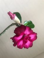 Лот: 18166987. Фото: 2. Адениум Mirabilis2. Комнатные растения и уход