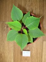 Лот: 21076872. Фото: 4. Пуансетия молодая. новые фото. Красноярск