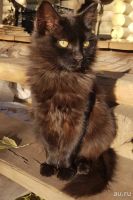 Лот: 17893832. Фото: 7. Котята