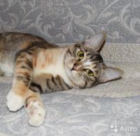 Лот: 7465393. Фото: 5. Жужа в поиске любящей семьи