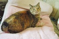 Лот: 6939009. Фото: 3. Полосатая кошечка с коротким хвостиком. Растения и животные