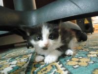 Лот: 890080. Фото: 3. Красивые котята ждут новых хозяев... Растения и животные