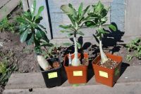 Лот: 3211548. Фото: 2. Адениум обесум сеянцы. Комнатные растения и уход