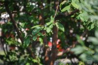 Лот: 9864182. Фото: 6. Юпитер 11А (Nikon canon sony pentax...