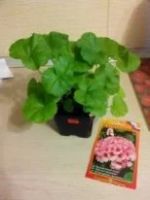 Лот: 7225779. Фото: 7. Сеянцы сортовых пеларгоний