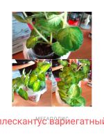 Лот: 22193106. Фото: 2. Плектрантус Golden Ruffles 3. Комнатные растения и уход