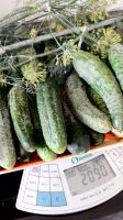 Лот: 20678265. Фото: 2. Огурцы свежие 2 кг. Продукты