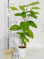 Лот: 18038689. Фото: 3. Кофе дерево. Растения и животные