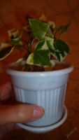 Лот: 5884088. Фото: 3. крестовник вариегатный (Senecio... Растения и животные