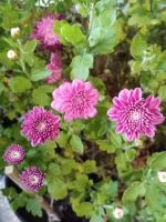 Лот: 25507536. Фото: 2. хризантема. Семена, рассада, садовые растения